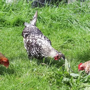  Hébergement de vacances A La Ferme France